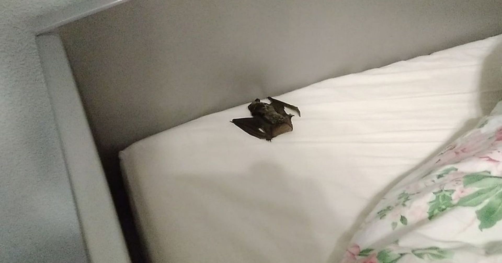 Мышь в кровати